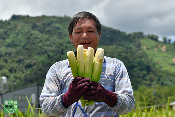 爽脆細緻！埔里魚茭共生茭白筍