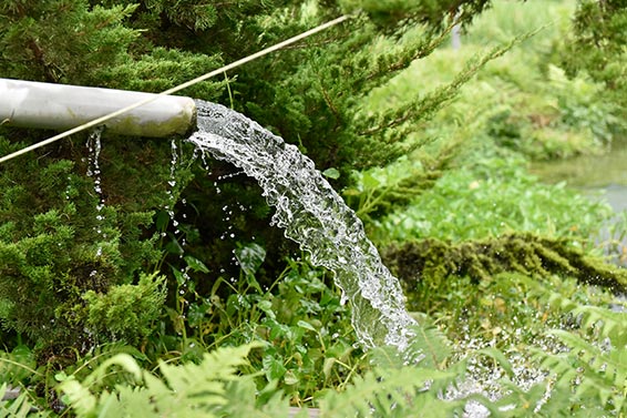 爽脆細緻！埔里魚茭共生茭白筍