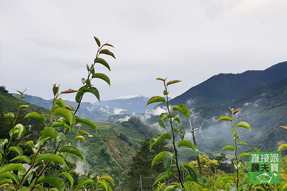 細緻脆甜 梨山草生富有甜柿