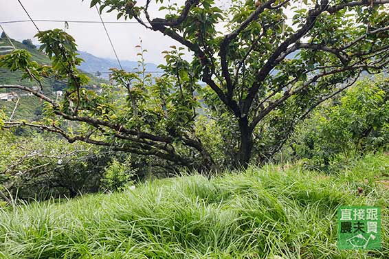 細緻脆甜 梨山草生富有甜柿