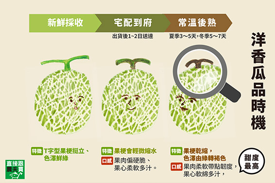 山泉滋養自然甜！精品級阿露斯哈密瓜