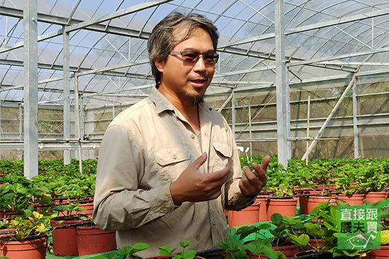 莓香四溢！有機香水草莓