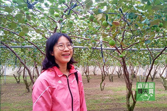 清甜爆漿 珍蜜蜜棗(高雄11號)