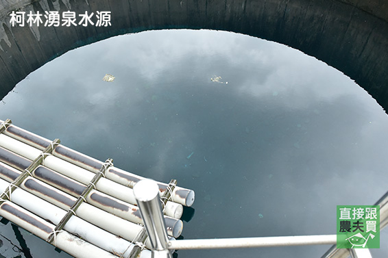 甜鹹好滋味！蒲燒鱘龍魚菲力