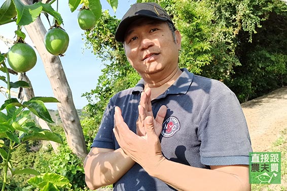 紅寶石 有機台農一號百香果（惜福版）