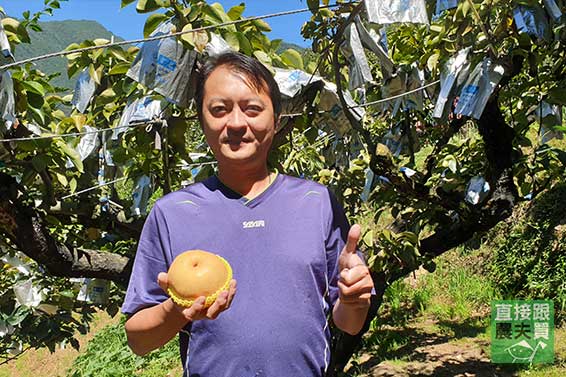 梨界新星 梨山草生黃玉梨