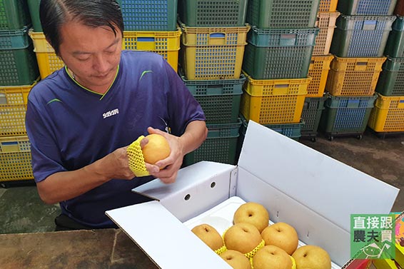 梨界新星 梨山草生黃玉梨