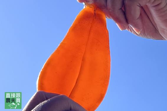 絲滑奶油感！頂級溏心烏魚子禮盒