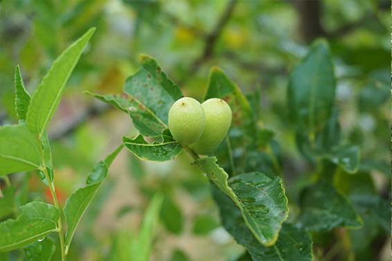 得獎王！本土無農藥紅棗禮盒