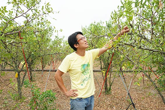 得獎王！本土無農藥紅棗禮盒