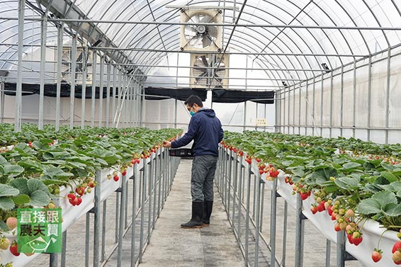 甜蜜三重奏 日系多品種有機草莓