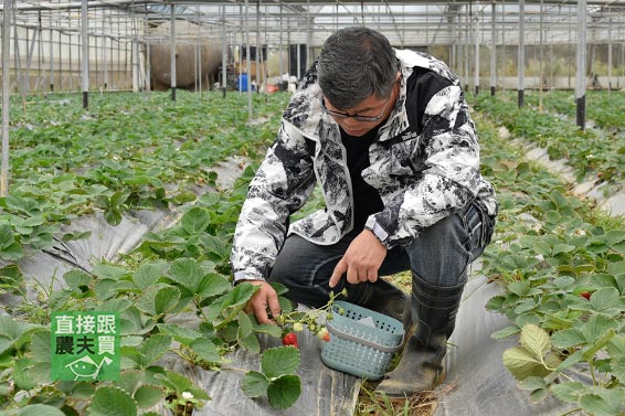 香甜Q軟！無農藥乙女白草莓