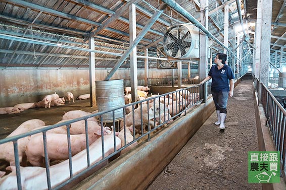 料好實在！古早味黑豬肉粽（南部粽）
