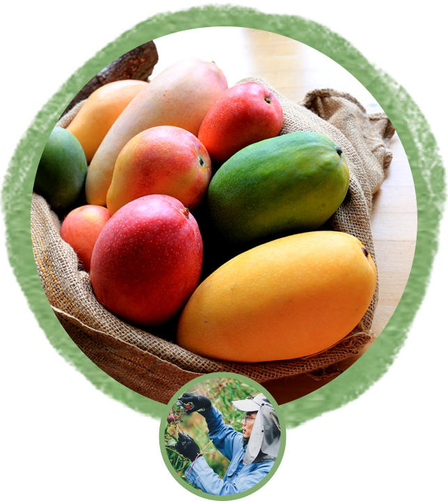 mango